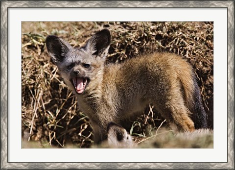 Framed Young Bat-eared Foxes, Masai Mara, Kenya Print