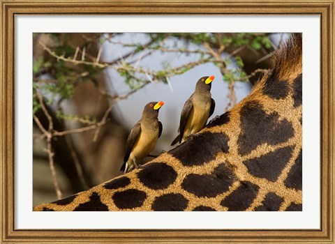 Framed Yellow-Billed Oxpeckers on the Back of a Giraffe, Tanzania Print