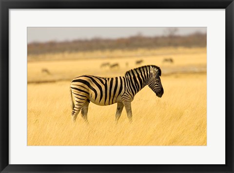 Framed Zebra in Golden Grass at Namutoni Resort, Namibia Print