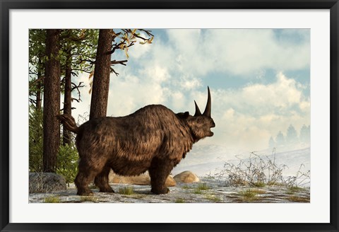 Framed woolly rhinoceros trudges through the snow, Pleistocene epoch Print