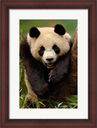 Framed Giant panda bear Print