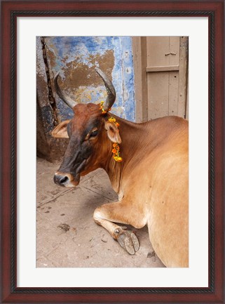 Framed Cow withFflowers, Varanasi, India Print
