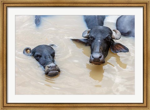 Framed Water Buffalo in Ganges River, Varanasi, India Print