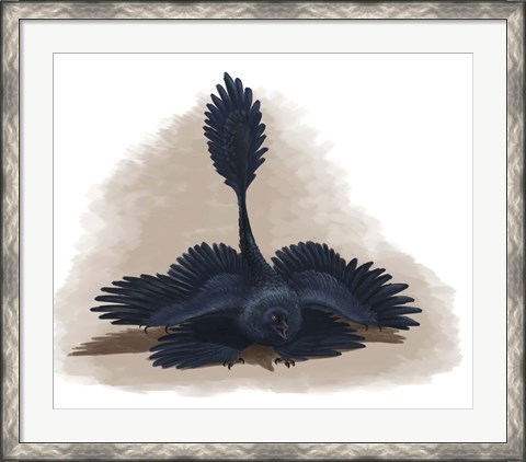 Framed Microraptor gui spreads its four wings to look as large as possible Print