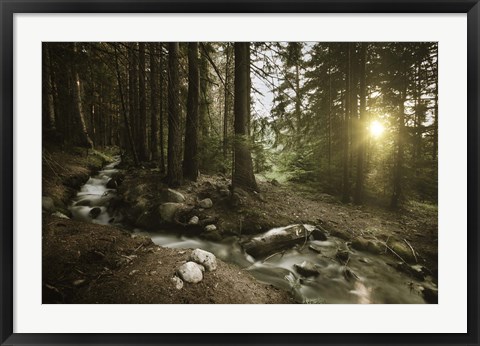 Framed Small stream in a forest at sunset, Pirin National Park, Bulgaria Print