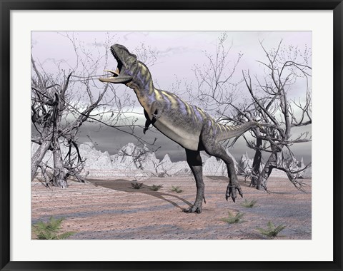 Framed Aucasaurus dinosaur roaring in the desert Print