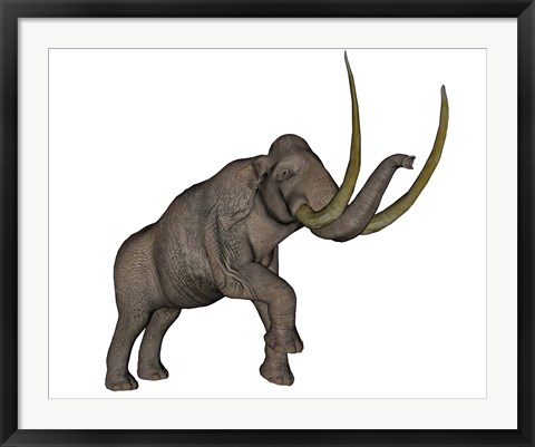 Framed Large mammoth, white background Print