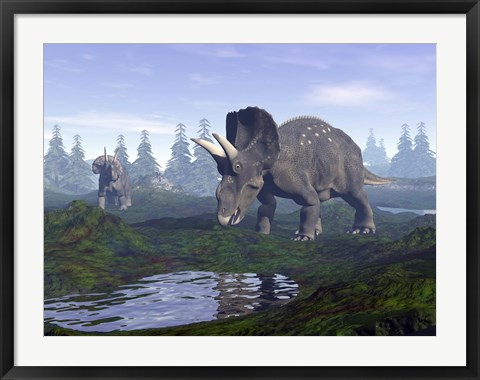 Framed Two Nedoceratops dinosaurs walking to water puddle in the morning light Print
