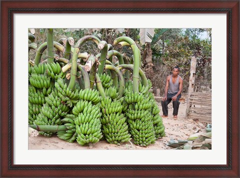 Framed India, Meghalaya, Bajengdoba, Bananas and the man who picked them Print