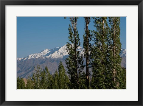 Framed India, Ladakh, Leh, Trees in front of snow-capped mountains Print