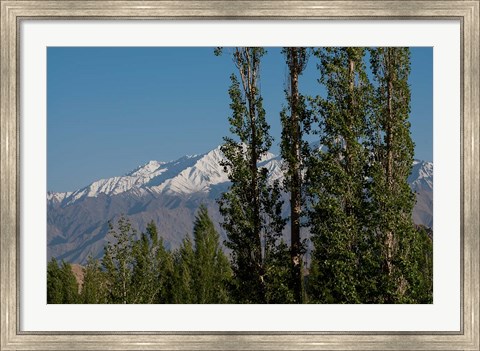 Framed India, Ladakh, Leh, Trees in front of snow-capped mountains Print