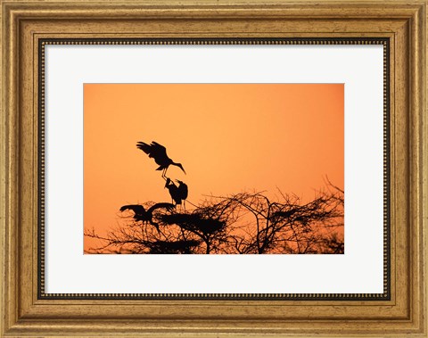 Framed Painted Stork against a sunset sky, India Print