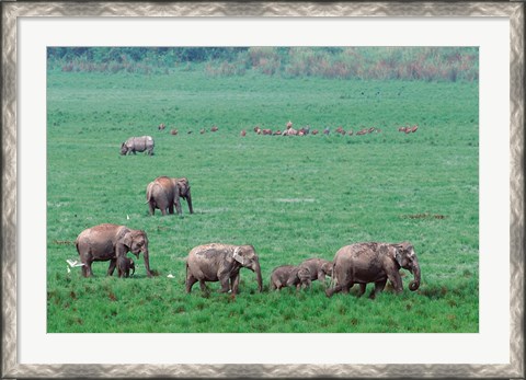 Framed Asian Elephant in Kaziranga National Park, India Print