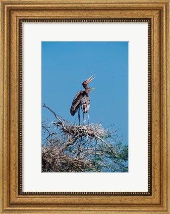 Framed pair of Painted Stork in a tree, India Print