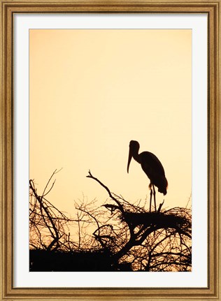 Framed Painted Stork in Bandhavgarh National Park, India Print