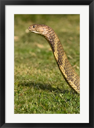 Framed King Cobra snake, South East Captive Print