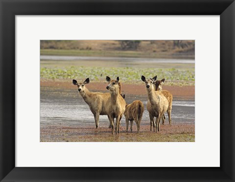 Framed Alert Sanbar deers, Ranthambhor National Park, India Print