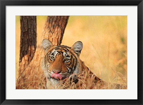 Framed Close up of Royal Bengal Tiger, Ranthambhor National Park, India Print