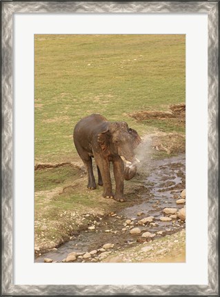 Framed Elephant at waterhole, Corbett NP, Uttaranchal, India Print