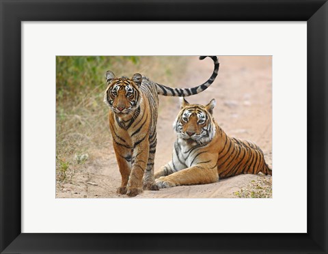 Framed Pair of Royal Bengal Tigers, Ranthambhor National Park, India Print