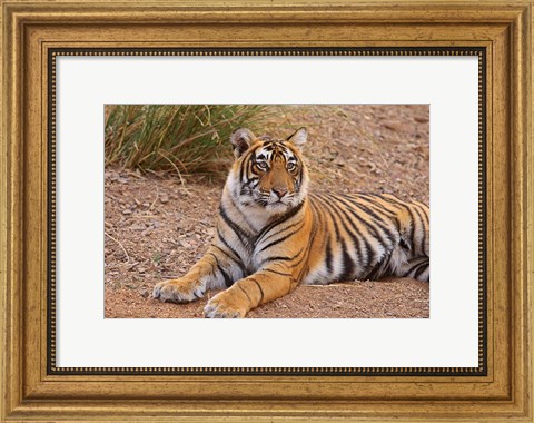 Framed Portrait of Royal Bengal Tiger, Ranthambhor National Park, India Print