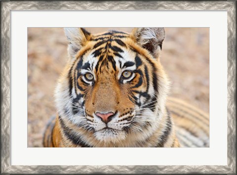 Framed Royal Bengal Tiger Head, Ranthambhor National Park, India Print