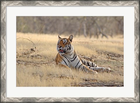 Framed Royal Bengal Tiger resting, India Print