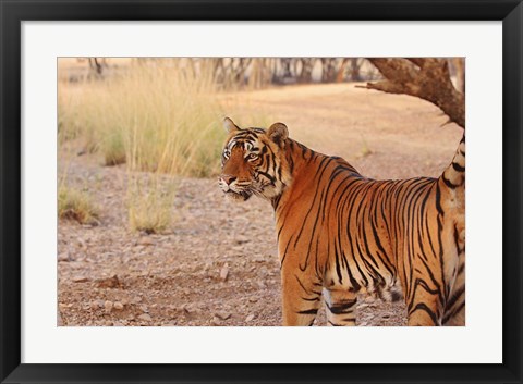Framed Royal Bengal Tiger, Ranthambhor National Park, India Print