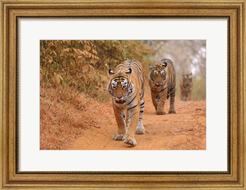 Framed Royal Bengal Tigers Along the Track, Ranthambhor National Park, India Print