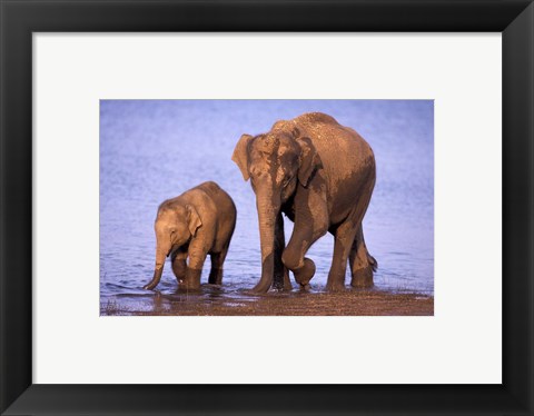 Framed Pair of Asian Elephants, Nagarhole National Park, India Print