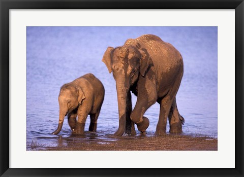 Framed Pair of Asian Elephants, Nagarhole National Park, India Print