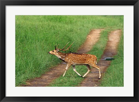 Framed Chital Stag, Corbett National Park, India Print