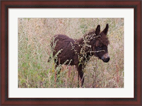 Framed Little Donkey, Leh, Ladakh, India Print
