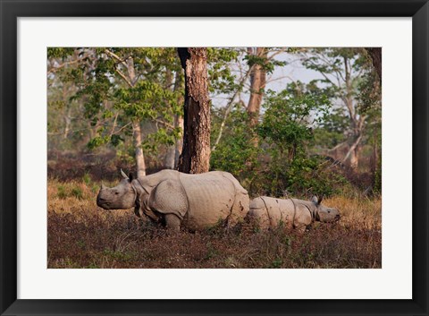 Framed One-horned Rhinoceros and young, Kaziranga National Park, India Print