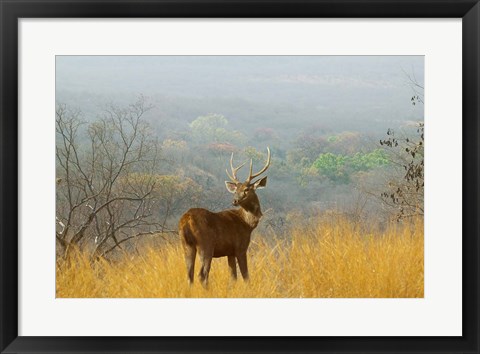 Framed Sambar Deer in Ranthambore National Park, Rajasthan, India Print