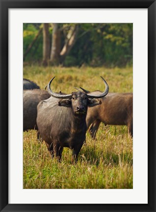 Framed Wild Buffalo in the grassland, Kaziranga National Park, India Print