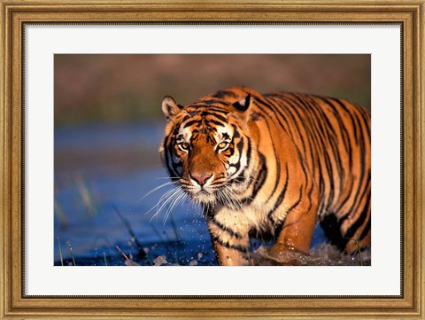 Framed Bengal Tiger, India Print