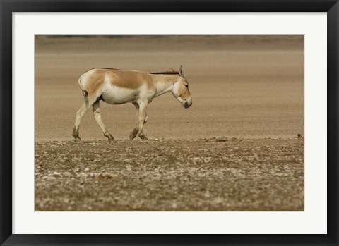 Framed Asiatic Wild Ass, Donkey, Gujarat, INDIA Print