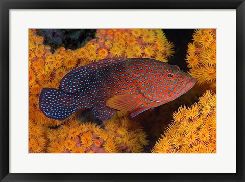 Framed Coral trout fish and coral, Raja Ampat, Papua, Indonesia Print