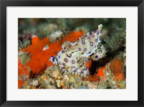 Framed Close-up of deadly blue-ringed octopus Print