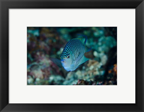 Framed Bay Close-up of angelfish Print