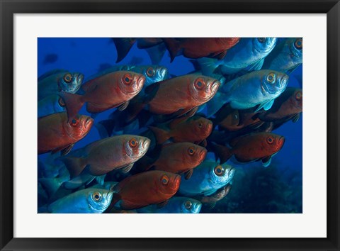 Framed Bigeye fish Print