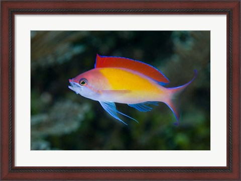Framed Colorful anthias fish Print