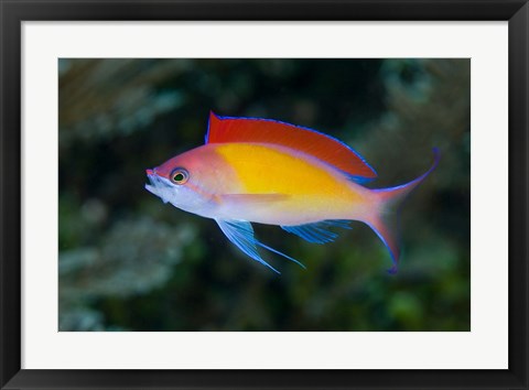 Framed Colorful anthias fish Print