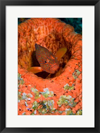 Framed Coral trout fish Print