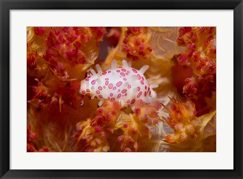 Framed Cowry mollusks, Marine Life Print