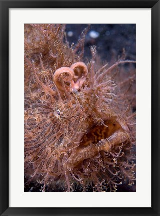 Framed Hairy frogfish Print