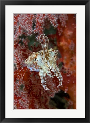Framed Indonesia, New Guinea Island, Raja Ampat, Cuttlefish Print