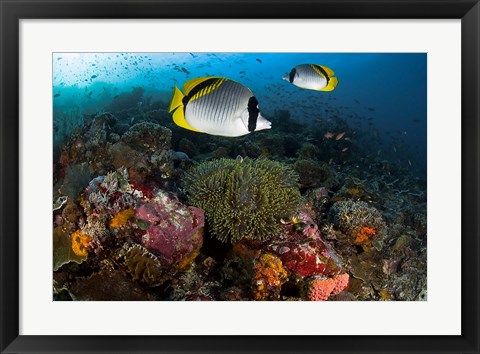 Framed Lined butterflyfish swim over reef corals, Komodo National Park, Indonesia Print