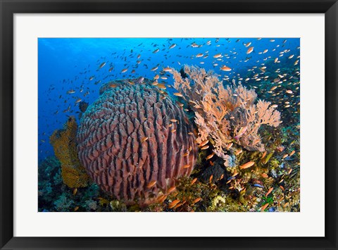 Framed Marine Life Print